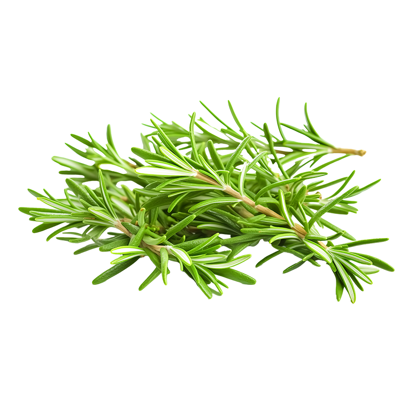 Life Extension Europe: Sprig of rosemary